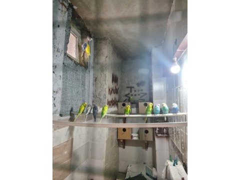 Muhabbet kuşu