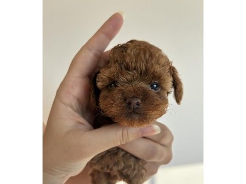 Kore toy poodle
