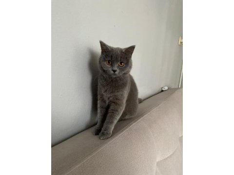 Yavru british shorthair