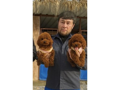Sevginin en zarif hali toypoodle yavruları