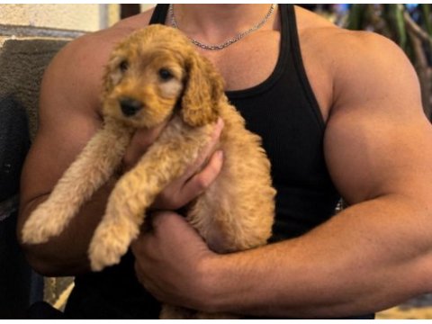 3 aylık maltipoo bebek