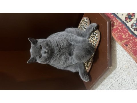 4 aylık british shorthair erkek kedi