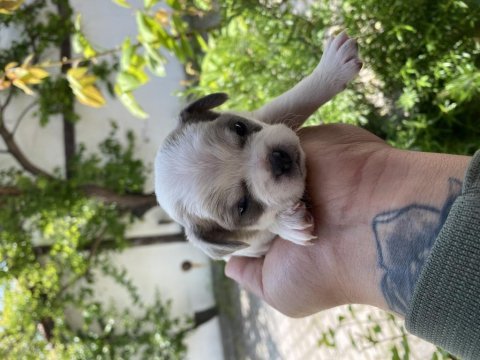 Minik güzel chihuahua şivava