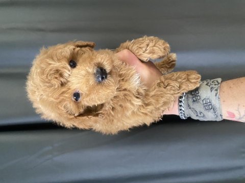 Mini boy maltıpoo oğlumuz