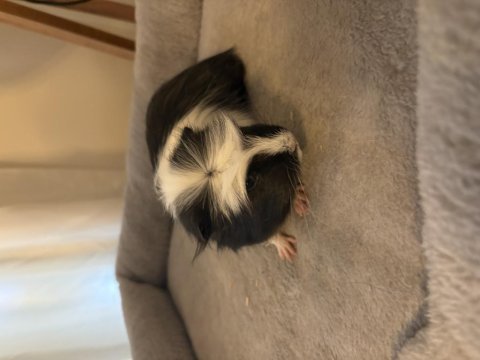 Yeni ginepig yavrularımıza aile olmak ister misiniz?