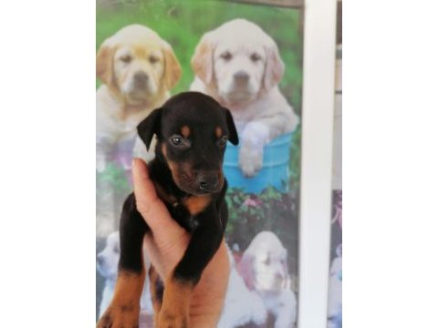 2.5 aylık herşeyi hazır doberman