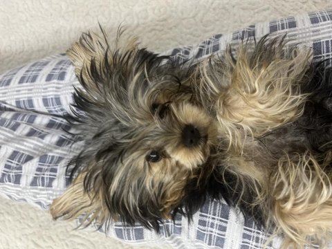 Yorkshire terrier köpeği