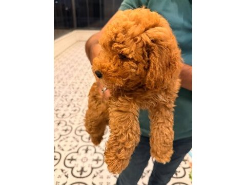 Toy poodle bebeğimiz yeni yuvasını arıyor