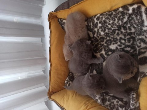 1.6.2023 doğumlu british shorthair yavrularımız