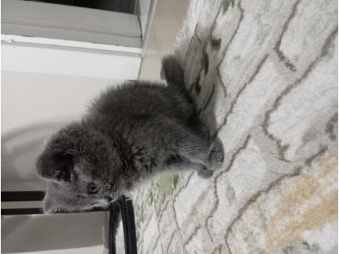 Yavru british shorthair