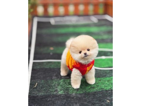 Büyümeyen cins pomeranian boo