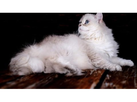 British longhair dişi