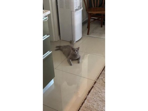 8 aylık safkan british shorthair lilac erkek