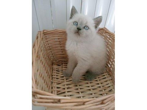 Mavi gözlü blue point british shorthair yavrular