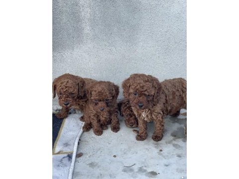 Red brown toy poodle
