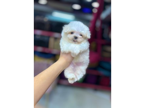 Karbeyaz erkek maltese terrier yavrular
