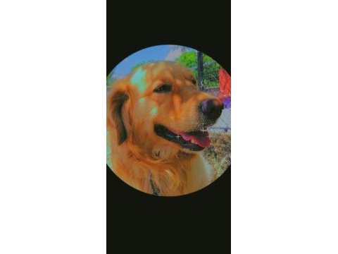 Golden retriever 4 yaşında