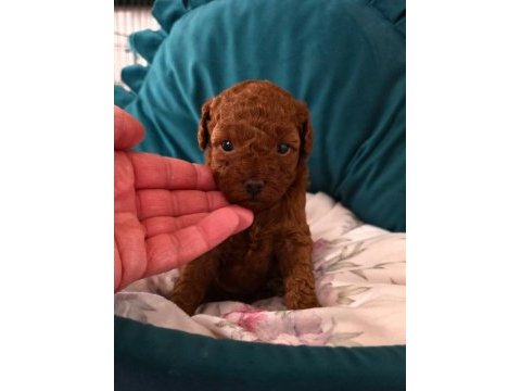 Toy poodle çok özel yavrularımız