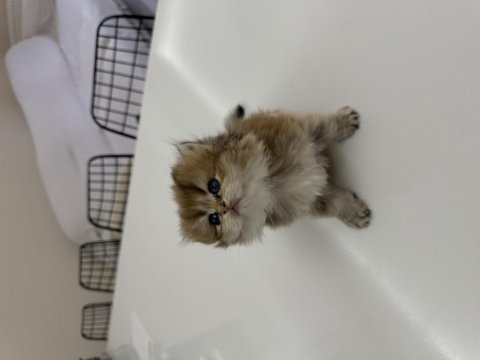 2 dişi ve 2 erkek british longhair
