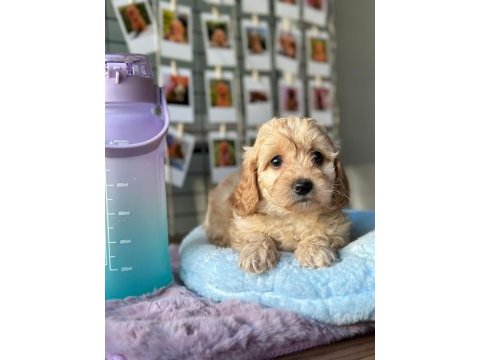 Maltıpoo dişi yavru
