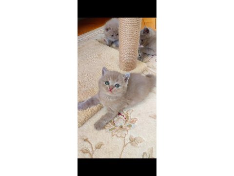 Lilac renk yavru kedimiz