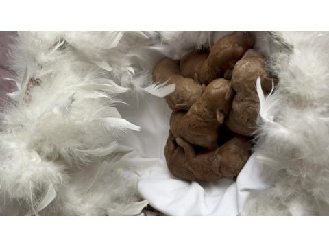 2 haftalık poodle kahverengi bebekler