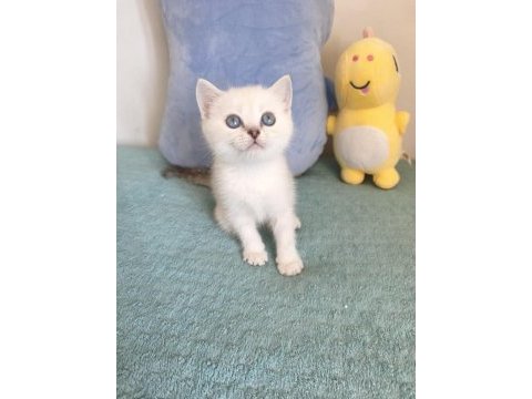 Maviş british shorthair oğlumuz