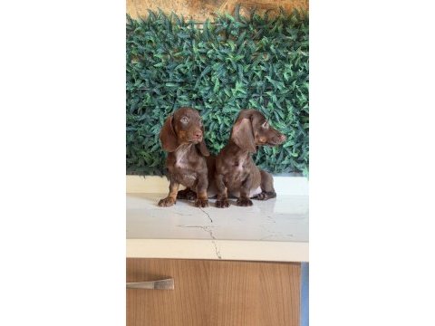 Popüler ırk mini dachshund yavrular