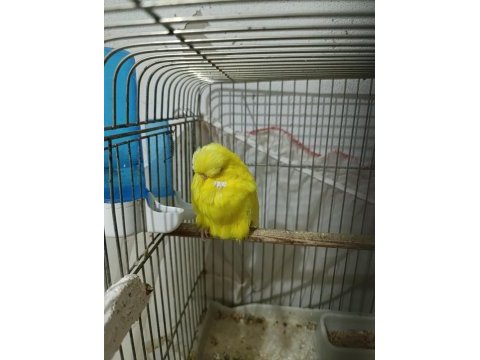 Show jumbo muhabbet kuşumuz