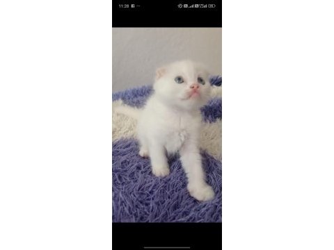 Sahibinden kedi