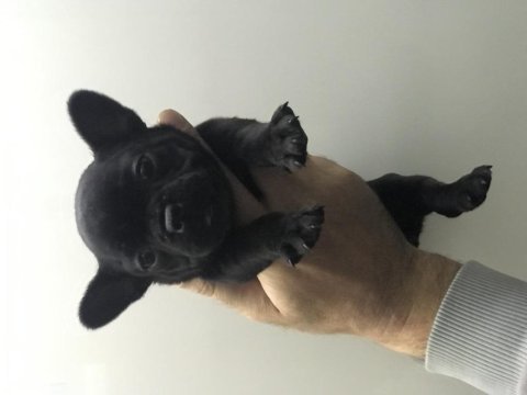 Mikro dişi french bulldog