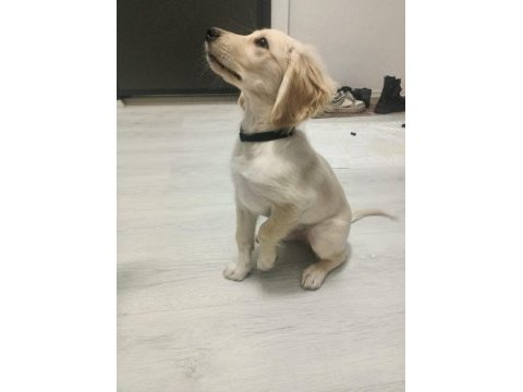 3 aylık erkek aşıları tam golden retriever
