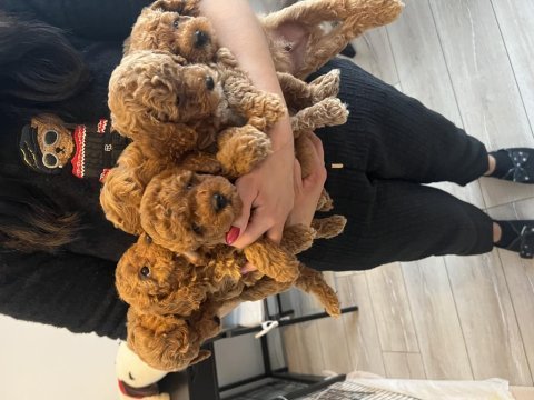 Evimizin kıvırcık poodle bebekleri
