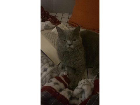 Gri british shorthair 2 yaşında