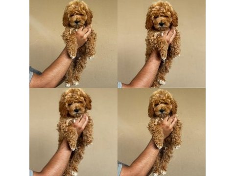 Mersin maltipoo