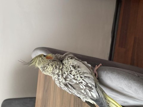 Yumurtalı ve yavrulu takım sultan papağanı
