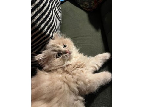 Anne altından 2 aylık chinchilla yavrular