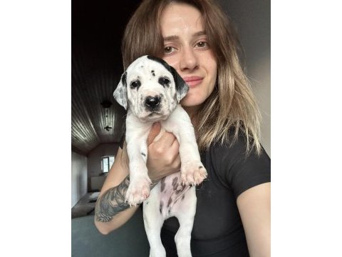 Dalmaçyalı yavru köpeklerimiz