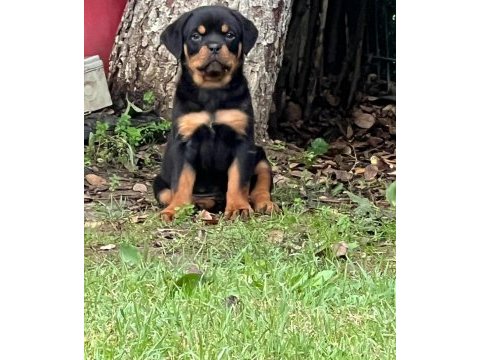 A şecere rottweiler bebekler