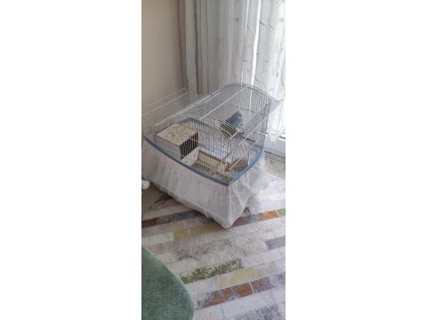 Yumurtlamaya hazır çift muhabbet kuşu