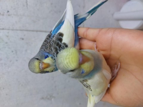 Rengarenk çek jumbo kırığı jumbo muhabbet kuşu