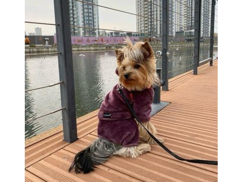 Eğitimli hazır yorkshire terrier