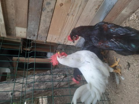 6 aylık genç horozlar (1 beyaz, 2 siyah)