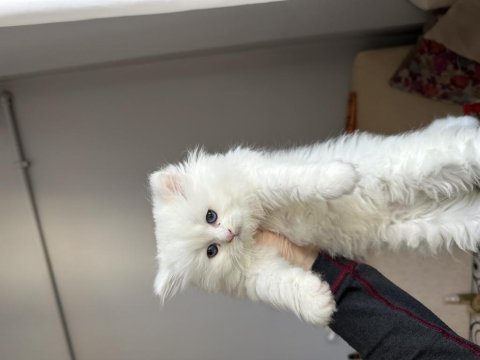 Dünya güzeli british longhair prenses
