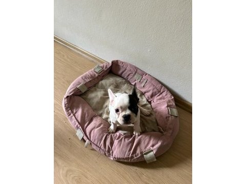 Erkek&dişi sağlıklı french bulldog bebekleri