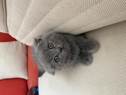 Yavru scottish fold