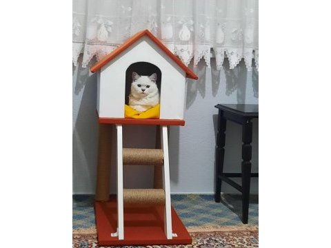 British shorthair silver point
