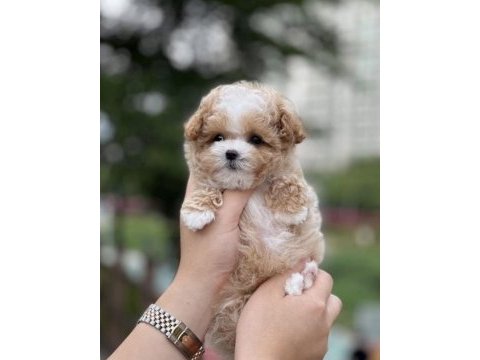 Lokum bebek maltipoo
