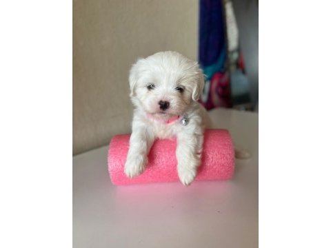 0 boy mini maltese terrier bebekler
