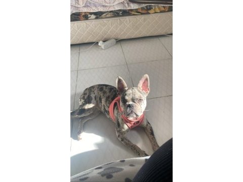 7 aylık dişi merle french bulldog acil